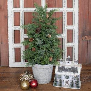 HH195718 - 18" Potted Douglas Fir Tree (6864034070594)