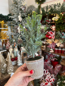 HH195659 - 11" Potted Cypress Pine Tree with Cones (6864032956482)